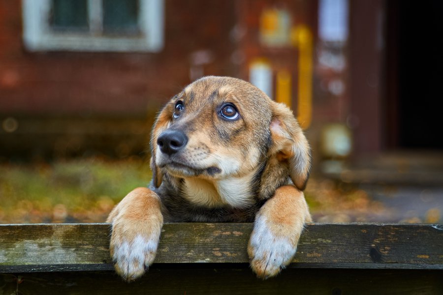 Hund als Haushaltsgegenstand bei Scheidung: Umgangsrecht und Hausratsteilung vor Familiengericht